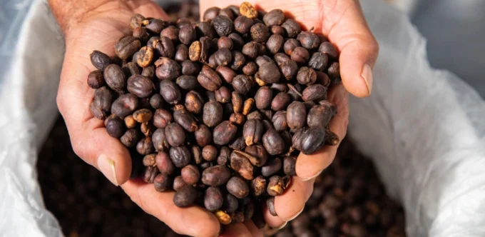 Specialty Coffee Philippines