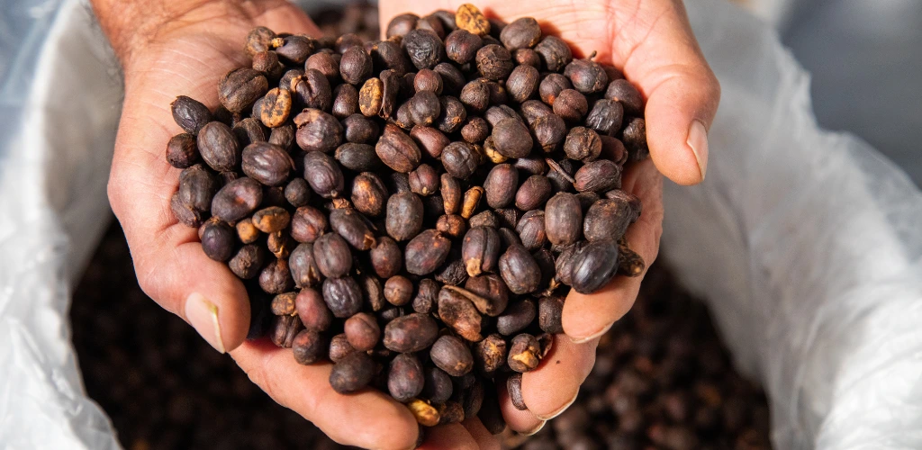 Specialty Coffee Philippines