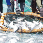 Aquaculture resilience in Asia