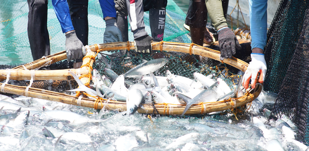 Aquaculture resilience in Asia