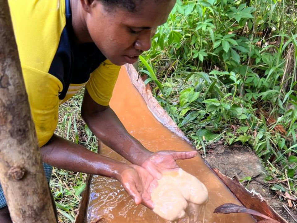 Sustainable sago farming in Asia