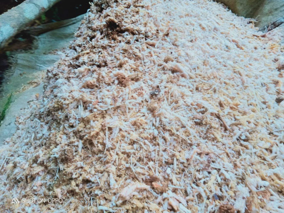 Sustainable sago farming in Asia